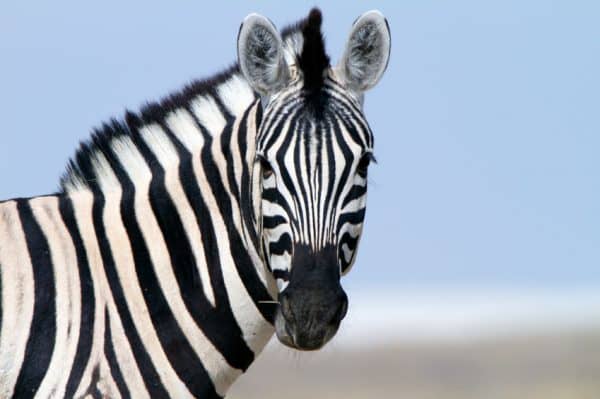 zebra