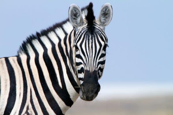 zebra